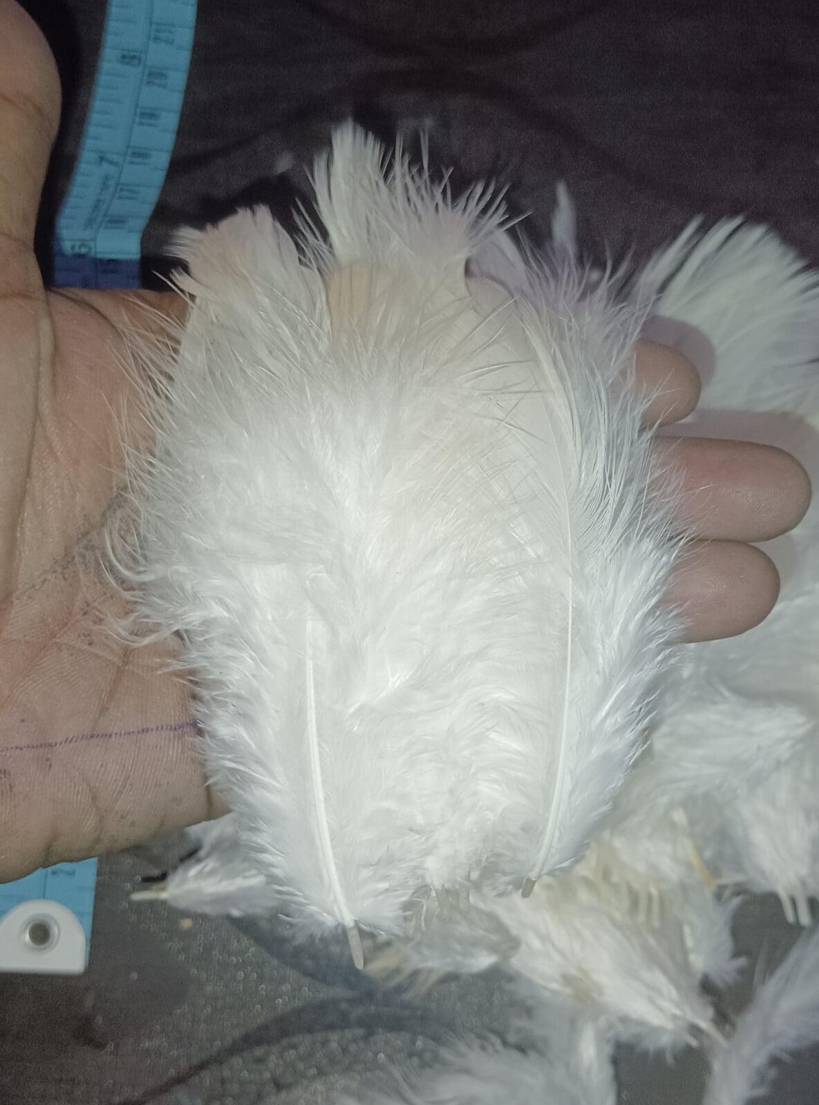 White chicken feathers wholesale India